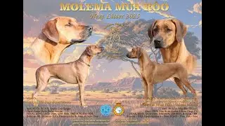 Rhodesian Ridgeback puppies 6 weeks old playing