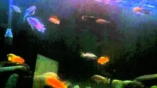 TMC Aquaray LED Lighting - Storm Effect
