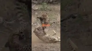 Cheetah Fight! Male Cheetah Takes Down Rival in Epic Battle #nature  #wildlife #animals #africa