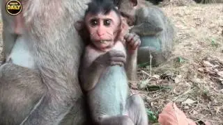 The Nature life of monkey live, Monkey Babies Look Nice Part 03[Angkor Daily]
