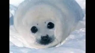 Fat and Wonderful Baby Seals