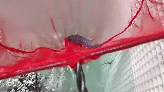 Eureka red Jake peacock Lake Malawi African cichlid