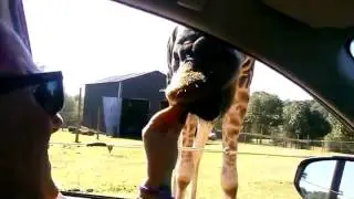 Giraffe Steals Bag of Food