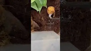 ✨Pac-Man Frog Eating A mouse 🐭👌✨