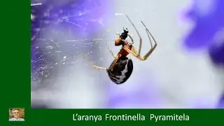 aranya frontinella pyramitela