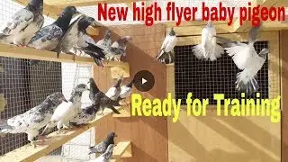High flyer all new baby pigeons ready for training in Saudi Arabia  Ustad Ahmed Balavi