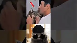 Shocking Ending 😂 #cat #meme #dance #trending