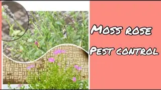 Moss rose / table rose/ portulaca rose pest control/ in tamil