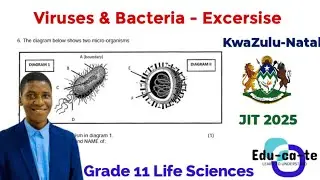 Viruses & Bacteria - Practice Activity 2025 (Grade 11 Life Sciences)