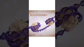 #biotechnology #dna #chromatin #nuclei #histone #science #microscope