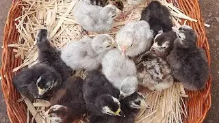 Atualizando a Criação de Peruzinhos Várias Idades e Cores.