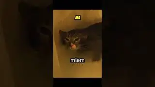 Mlem #cat #doppiaggio