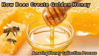 Amazing Honey collection process | How bees create Golden Honey