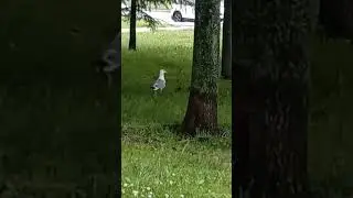 Большая чайка