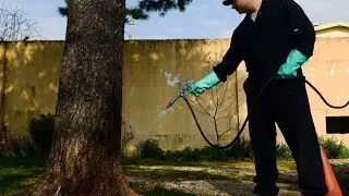 Walnut Creek Pest Inspection, Extermination
