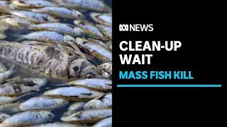 Menindee residents waiting for mass fish kill clean-up to begin | ABC News