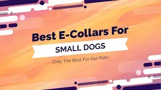 Best Shock Collars For Small Dogs - Full Video