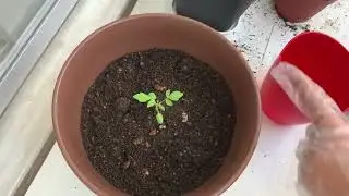 Пересаживаю микро томаты!🍅