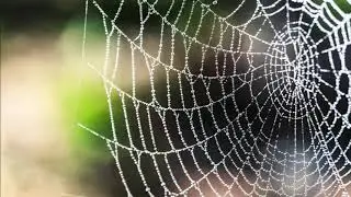 Inside Israel Today: The Legal-Political Spiderweb