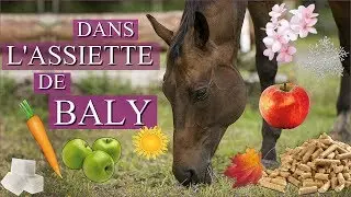 DANS L'ASSIETTE DE BALY - Point alimentation