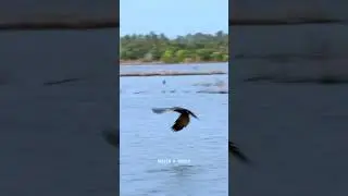 Birds paradise🦩| Kumbalangi😍❤️| #trending #viralvideo #ytshorts #farming #birds #alappuzha