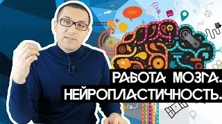 Работа мозга. Нейропластичность.