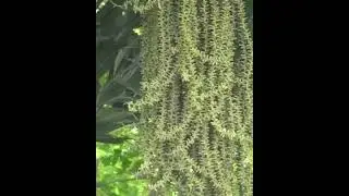 Palm Varieties Series;  Fishtail Palm (Caryota mitis ).