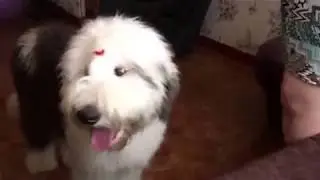 Bobtail Eddy play with bubbles 6.5 month