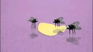 Fly Talk... European Gnat