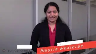 Microbe Moments: Blautia wexlerae | Sun Genomics