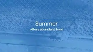 🎥 Why Toronto&rsquo;s Climate Fuels Rodent Infestations | Seasonal Pest Control Tips 🐀 | Pesticon.com