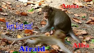 Tiny baby Alba run very fast she afraid mom Anna attack
