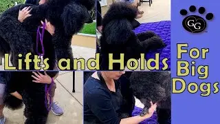 Lifts and Holds for Large Dogs - Big Dog Lifting for Grooming - Gina's Grooming