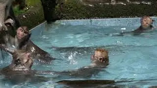 Monyet Berenang di kolam