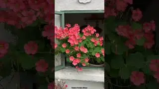 English Garden Magic At Home 🌸🌿 #gardening #asmr #nature #flower #shortviral #diy