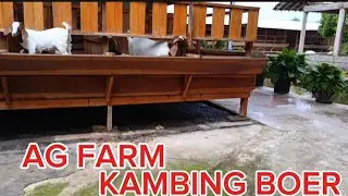 AG FARM KAMBING BOER‼️