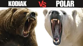 Polar Bear vs Kodiak Bear: Who Would Wins the Fight?