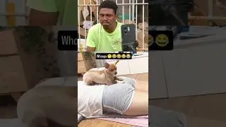 Smart dog reaction