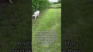 Recall Training for Farm Dogs. #recalltraining #dogtraining #greaypyrenees #greatpyreneespuppy