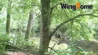 WingHome Model 290c Trail Cam - Video Mode