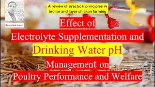 Effect of Electrolyte Supplementation and Drinking Water pH Management on Poultry Performance and We