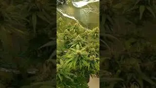 Micro Cannabis Grow