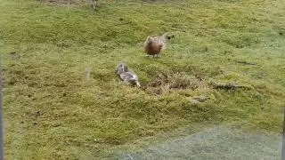Bird save rabbit for stoat attacks