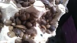Dubia Roach nymphs and juvies sorting