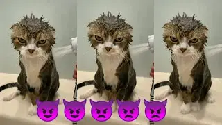 Funny Cats Being Adorable | Cute & Hilarious Cat Moments