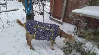 Зимняя попона для козы. Сшила пальто Ромашке.