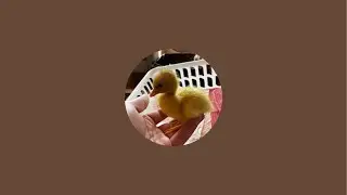 Backyard bird shenanigans