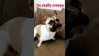 Tuti #dog #re #actor #cute #puppy #notcool #offensivememes #karen #viral #smelling #shorts