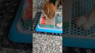 garmi mein dog ko kya khane ko de#beaglepuppy#cute beagle#youtubeshorts#viralshorts#shorts