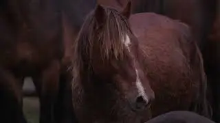 Kaimanawa Wild Heritage Horses